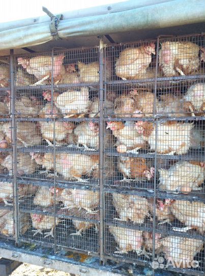 Куры молодки несушки