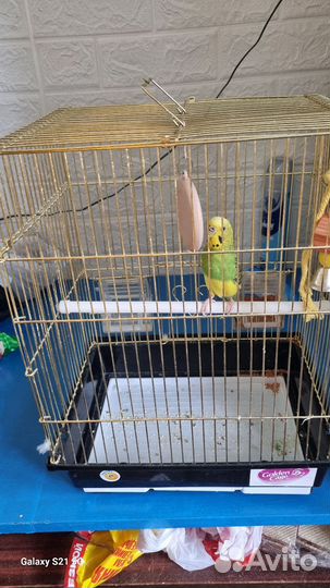 Волнистый попугай с клеткой