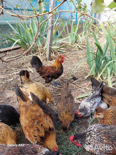 Декоративные курочки и петушки