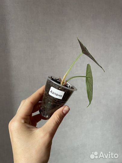 Алоказия Азлани