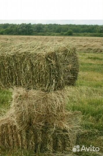 Сено в тюках луговое