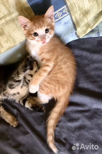 Милашка Каспер и красотка Мишель ищут дом