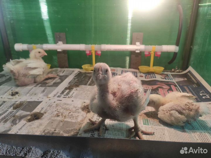 Цыплята бройлеры росс 308