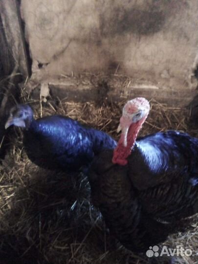 Животные и птица