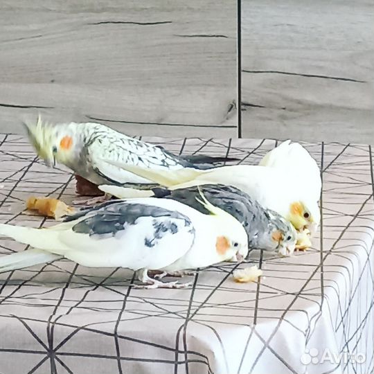 Попугай карелла птенцы