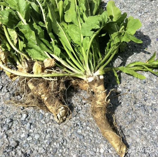 Корень хрена