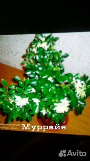 Муррайя