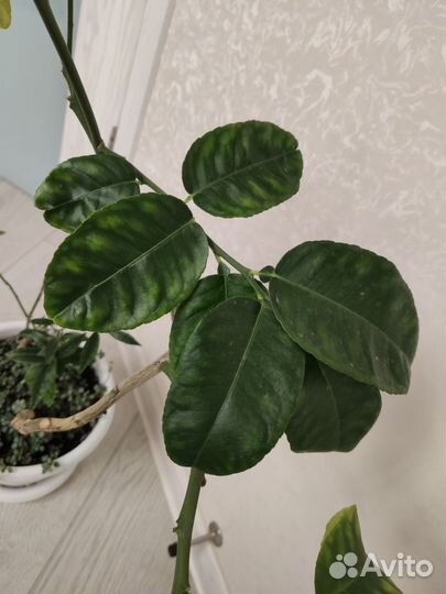 Цитрусовые плодоносящие