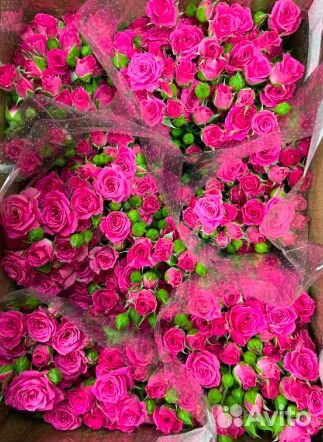 Пышная Гипсофила оптом