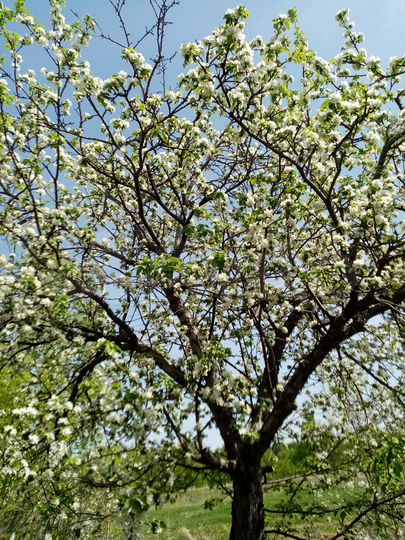 Участок 23 сот. (ИЖС)