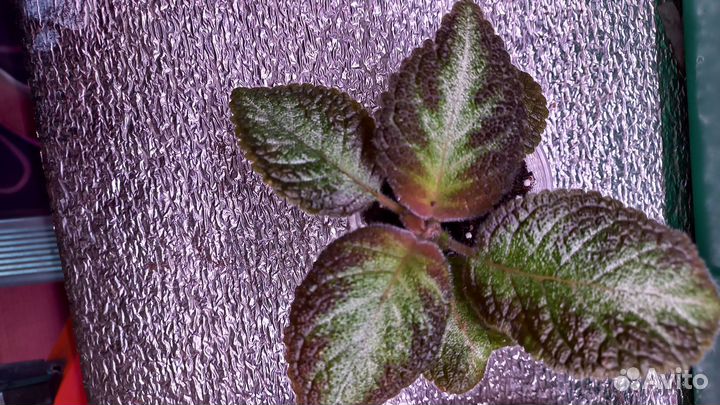 Эписции сортовые