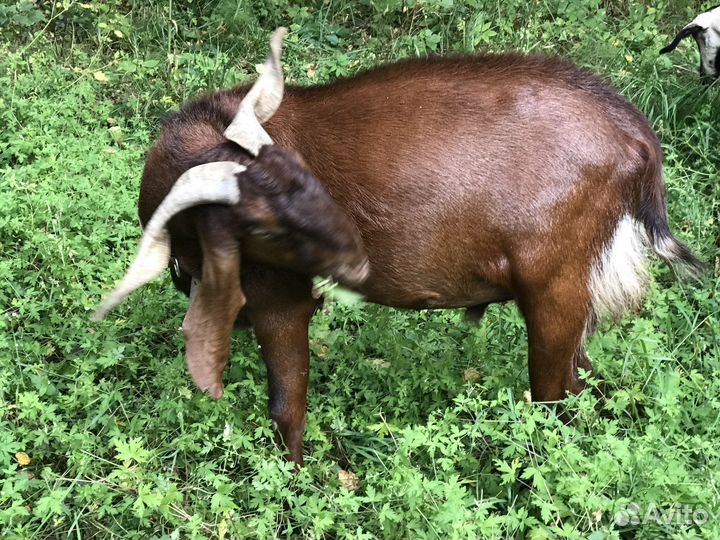 Камори покрытие