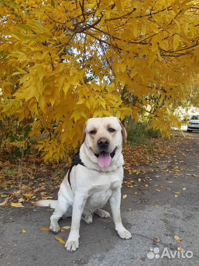 Лабрадор (вязка)