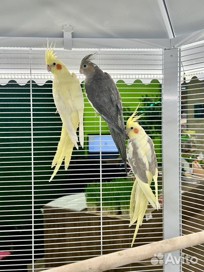 Попугай корелла птенцы