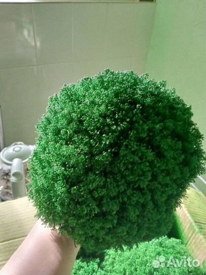 Мох для дизайна Королевский ягель кочка