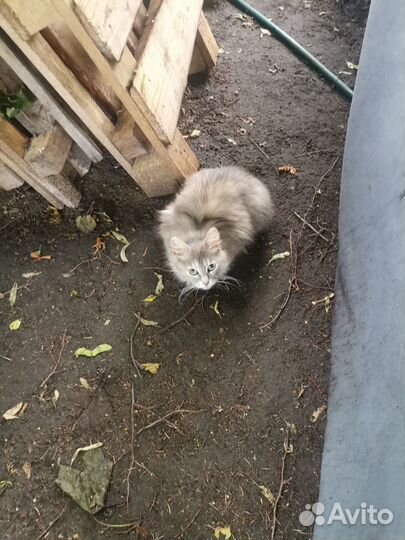 Кошка окатилась