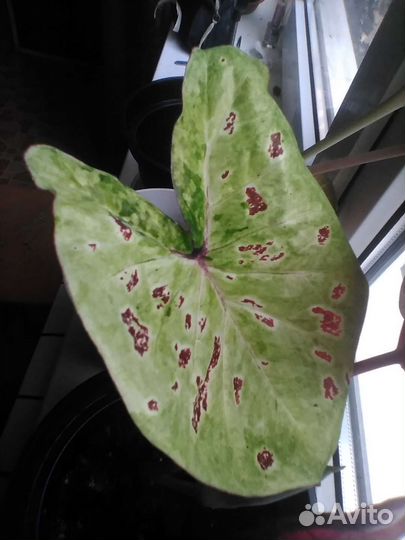 Каладиум Мисс Маффет