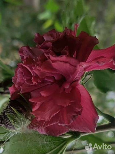 Сортовые гибискусы