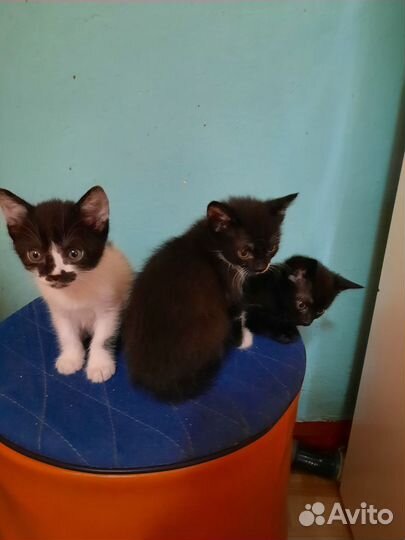 Котята в добрые руки бесплатно