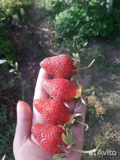 Земклуника Дар(улучшенная Купчиха)саженцы клубника