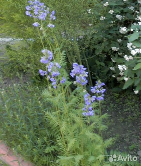 Бадан, синюха, бузульник, тысячелистник