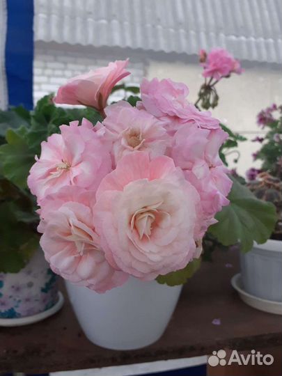 Леона Галактика