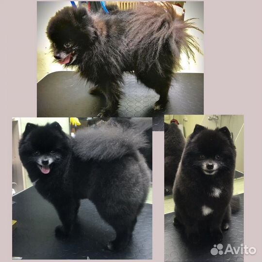 Грумер стрижка собак