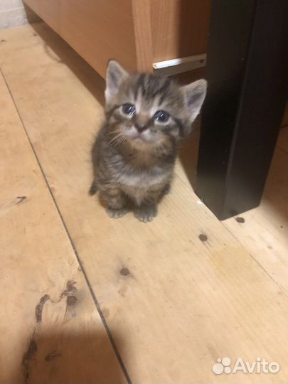 Котенок в добрые руки