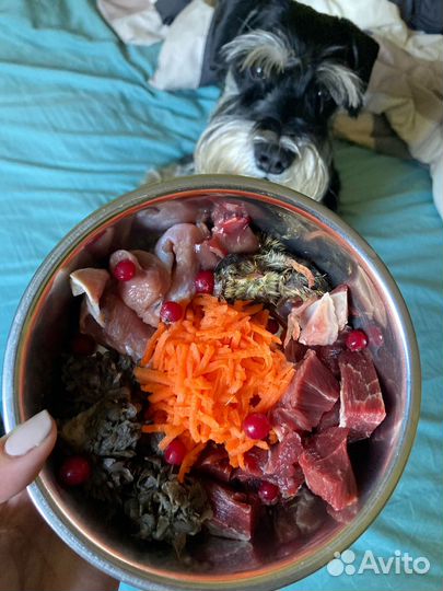 Цвергшнауцер вязка