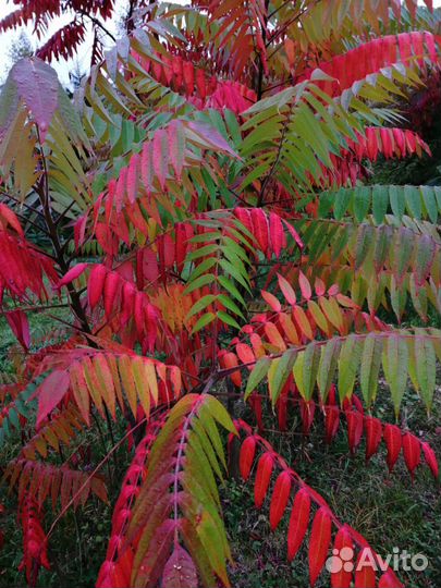 Саженцы сумах оленерогий