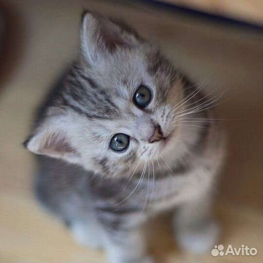 Котятки на счастье