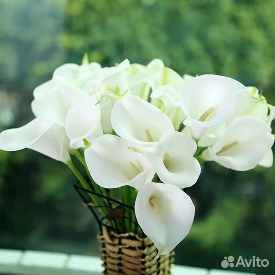Калла белая эфиопская (Calla Aethiopica)