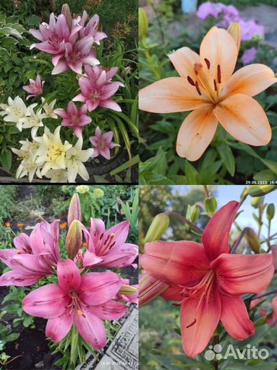 Многолетние садовые цветы