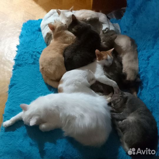 Усы кота Кошачьи усы Вибрисы