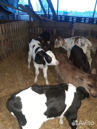 Телята бычки