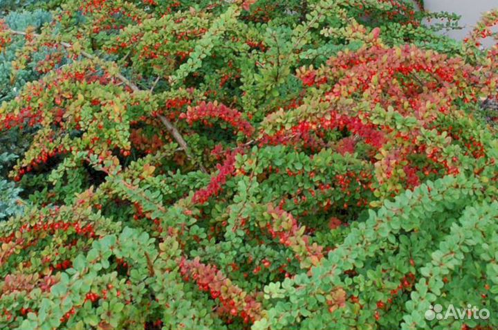 Барбарис Грин Карпет