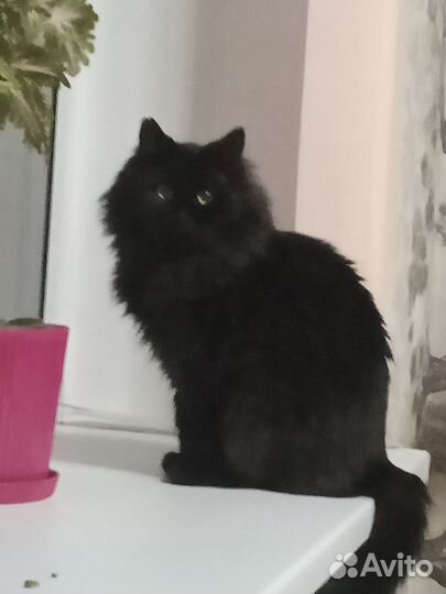 Ищу хозяина