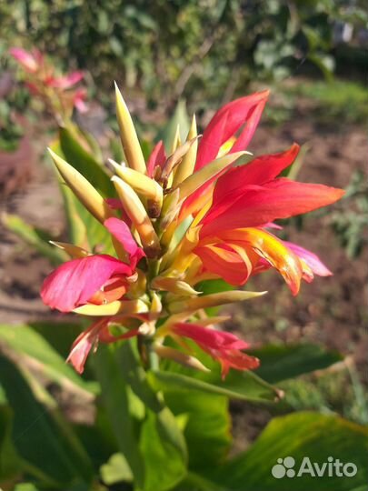 Канны сортовые Клеопатра алые и жёлтые