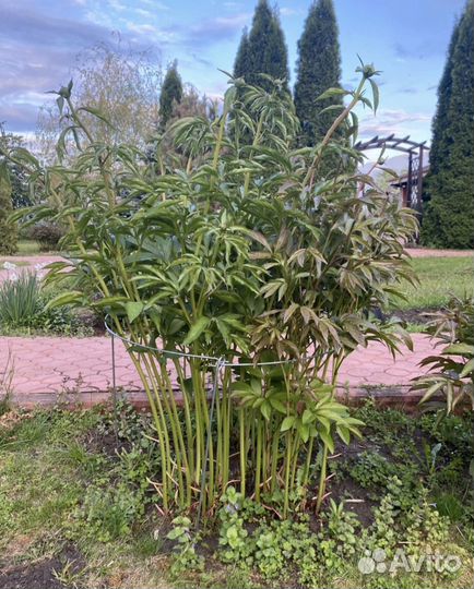 Кустодержатель