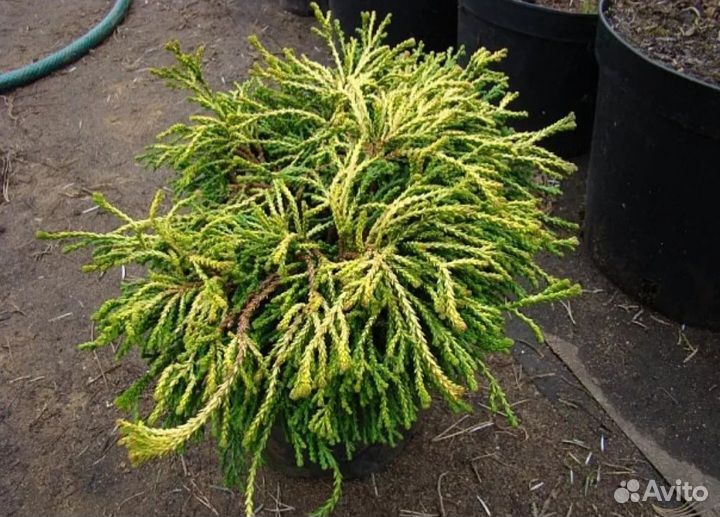 Кипарисовик