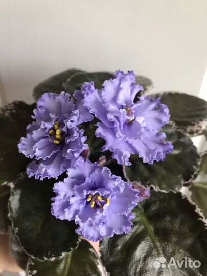 Фиалка ек- Небесное создание