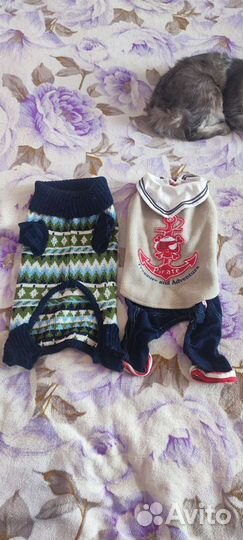 Одежда для собак. Сухой шампунь