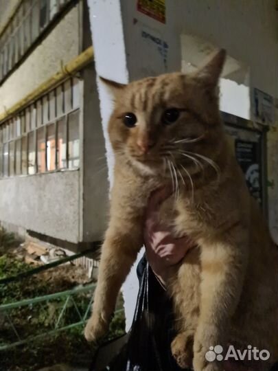 Рыжий котик