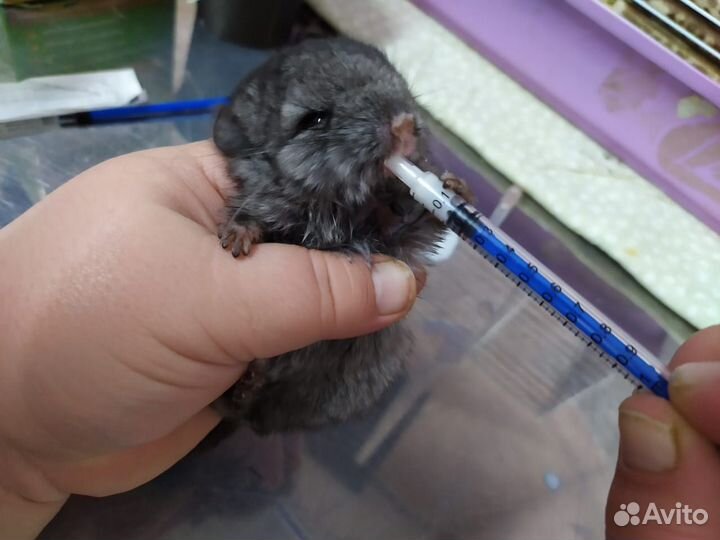 Ветеринар врач на дом Одинцово