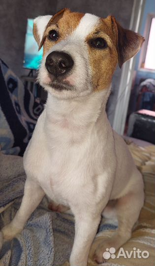 Джек рассел терьер