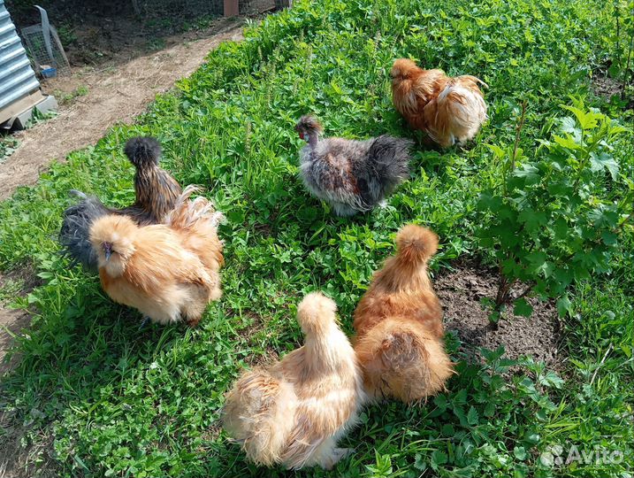 Петух китайский шелковый