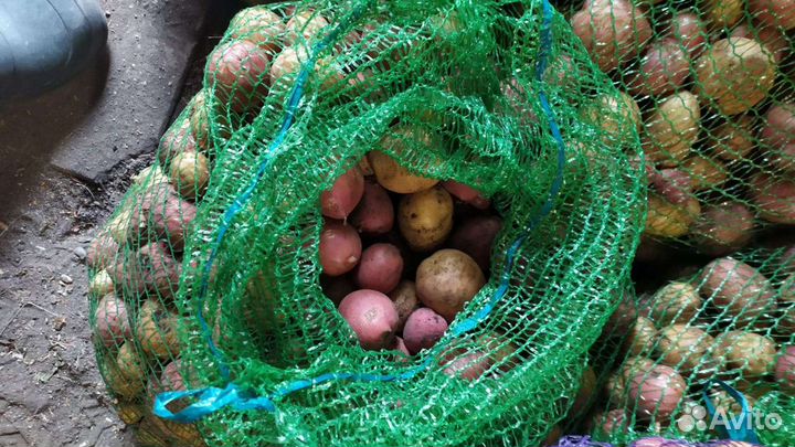 Картофель мелкий