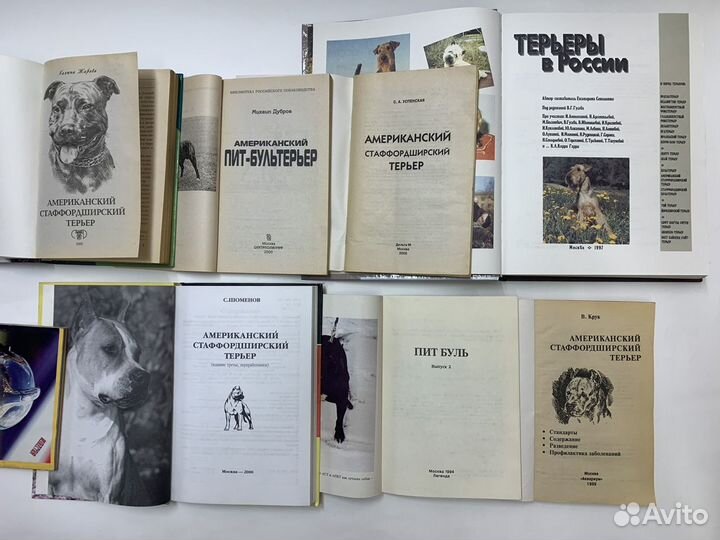 Американский стаффордширский терьер пит буль амста