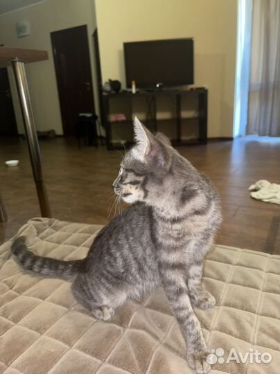 Отдам котенка в добрые руки