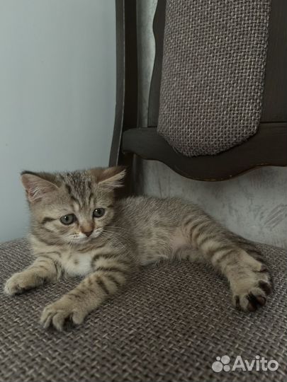 Шотландские котята